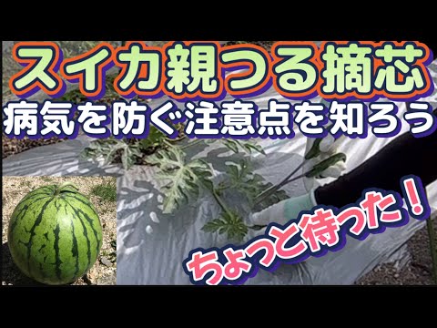 【家庭菜園ですいか栽培2024Part2】摘芯作業を行う！病気にならない為に！豊作への一歩はまずここから！