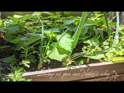 ラベンダーの花見頃-リバーサイドの鳥さんたちの風景-春野菜の成長