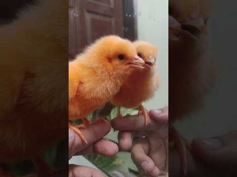 Colorful chicks chirping - baby chicken #colorchick #cuteanimals #birds #youtubeshorts