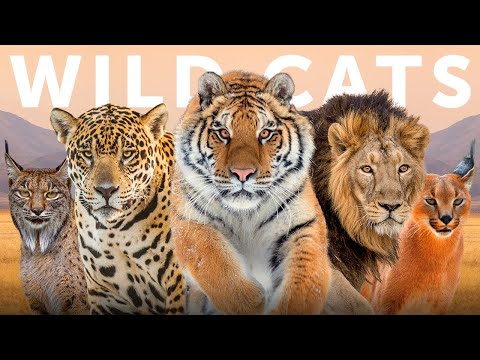 All 40 Species of Wild Cat (Organised by Lineage)