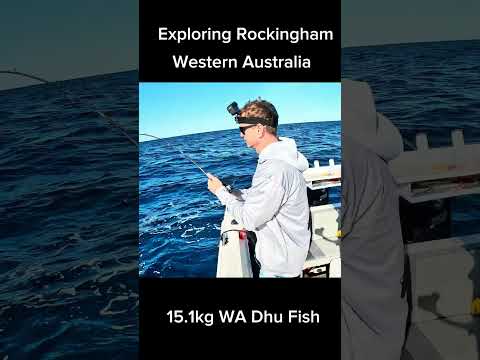 #fishing  #newgrounds #offshore #rockingham for #dhufish #fishingwesternaustralia #wadhufish #fish