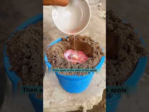 Unique method of growing plants #garden #gardening #gardencare #gardenlover #tipsforgarden