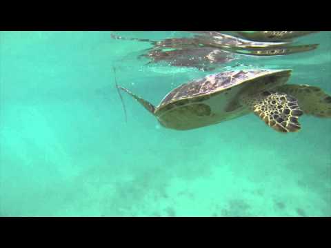 Sea Turtle Swimming