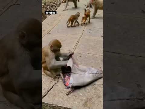 monkey funny video 📷 #monkey #viral #videogames #trandingshorts #shorts #shortvideo