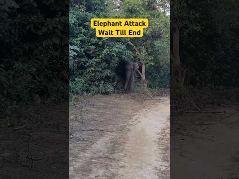 Elephant Attack 😱 Jim Corbett National Park #shorts #jimcorbett #tiger #elephant