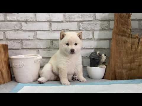 White Shiba Inu - Kai