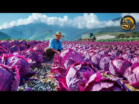 The More Modern Agriculture Machines That Are At Another Level, How To Double Cabbage