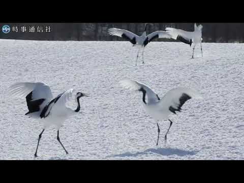 華麗に舞う「湿原の神」