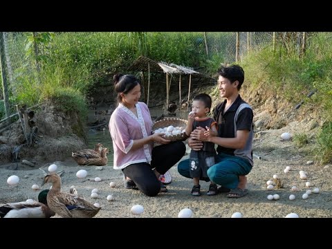 kind Man : help - Duy goes to school - harvest and sell duck eggs || Ly Tieu Nu