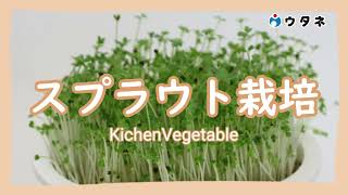 【ウタネちゃんねる】おうちでカンタン！スプラウト栽培セット紹介