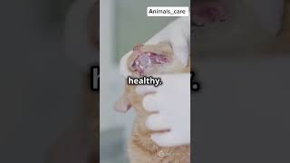 How to Keep Your Cat Healthy & Happy: Vet-Approved Tips #pets #ytshorts #shorts #cat #animals