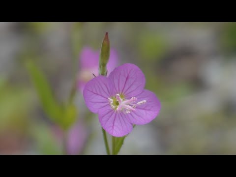 山野草・大本花明山植物園／播州平福シャクナゲの郷／他