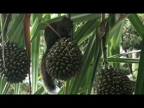 赤腹松鼠 啃食紅刺露兜樹果實的萌樣 Callosciurus erythraeus ｜Squirrel ｜ Sciurinae