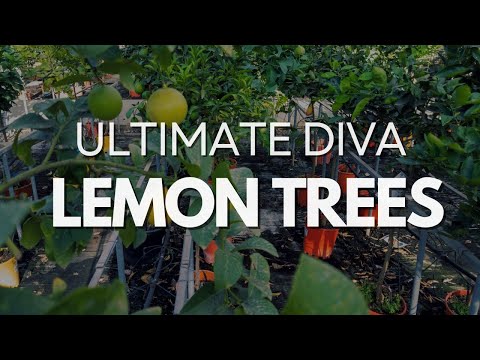 Lovely Lemon Trees That Will Flex on Your Whole Garden 🍋👑 (Seriously, They're Divas)