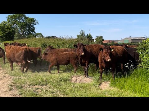 Happy cows running to fresh grass summer grazing and escaping !!!!