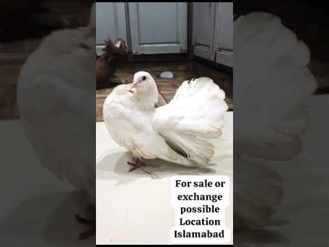 #saleupdate #pigeon #bird #kabootar #bird subscribe chanel