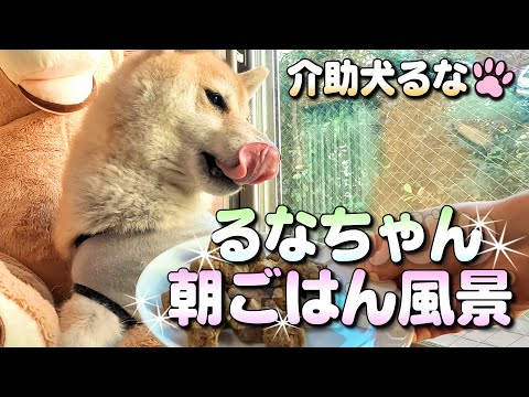 【柴犬介助犬】朝ごはん！るなちゃん食事の様子［柴犬介助犬るな］