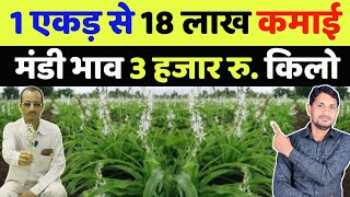 6 महीने में लखपति बनाने वाली खेती | safed musli ki kheti kaise karen | safed musli ki kheti kab kare