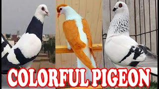 All Exclusive Colorful Fancy Pigeon Breeds  Wonderful Fancy Pigeon Videos