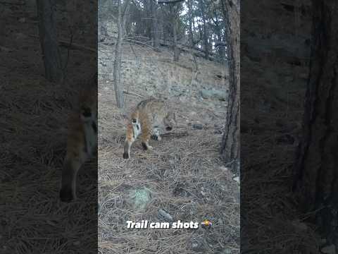 Wildlife on Our Mountain : Trail Cam Captures! |  #shorts #wildlife