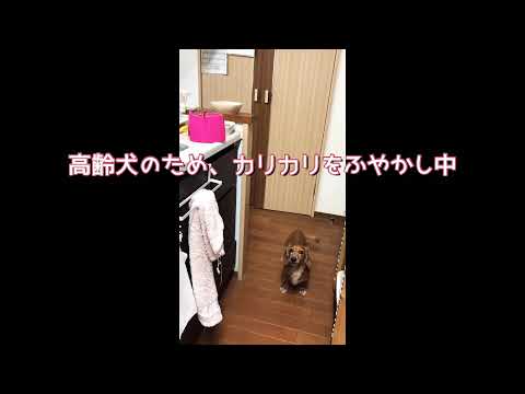 ご飯をねだる犬【我が家のルーティン】