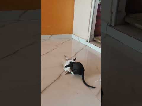 Sundakka payalle #trending #cat #petlovers ##funny #catlover #comedy #viralvideo