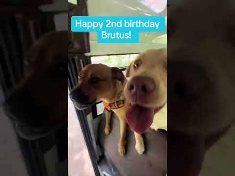 Happy 2nd birthday Brutus!.