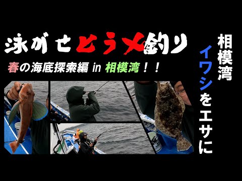 【ヒラメ釣り】活イワシの泳がせ船で高級魚連発？！（相模湾×腰越）