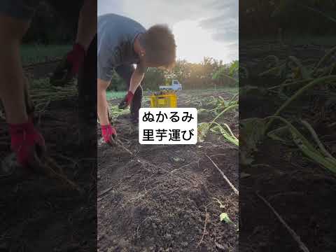 里芋は重い　高崎　農家