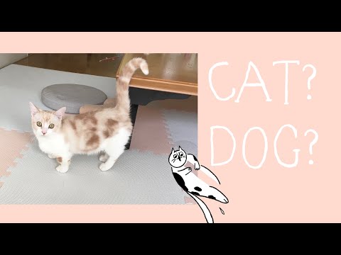 短腿小猫竟然会狗狗的技能！陪喵咪玩耍方法 铲屎官的日常|Play With Cat|Munchkin|マンチカンと遊ぶ　犬の技ができる猫