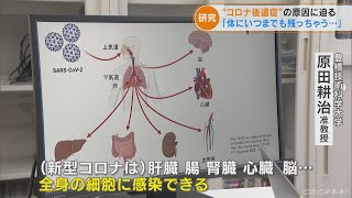 少量のウイルスが体内に残り続ける「持続感染」　新型コロナ後遺症について 新たな研究結果発表(2022/7/29)