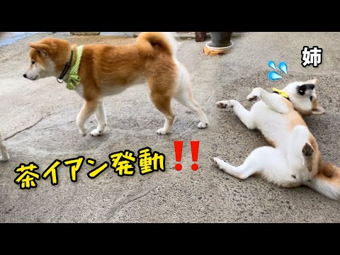 巨体柴犬茶イアン登場であわわわわと姉柴犬がこうなりましたw