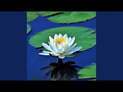 荷花轻吟 (Lotus Whispering)