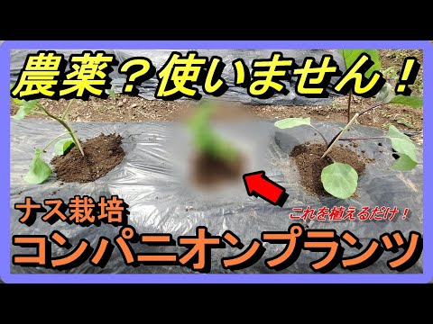 【ナスの育て方】コンパニオンプランツで無農薬栽培に挑戦！【カンタン！植えるだけ！】