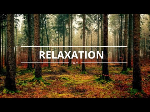 Forest 4K • Nature Relaxation Film • Peaceful Relaxing Music • 4k