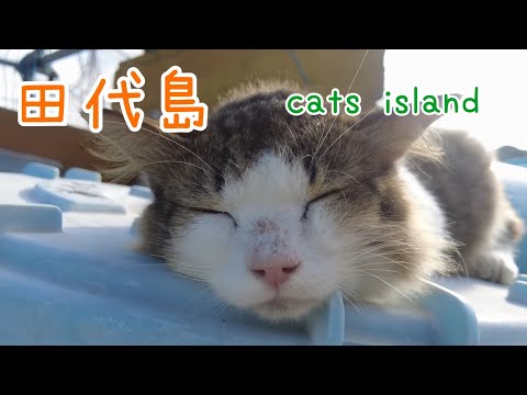 港でモフモフFluffy at the harbor【田代島】【秋2024】【猫島巡り】