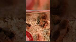 Baby Chickens Chicks @ Tractor Supply for Spring #backyardhomestead #backyardchickens #gardenshorts