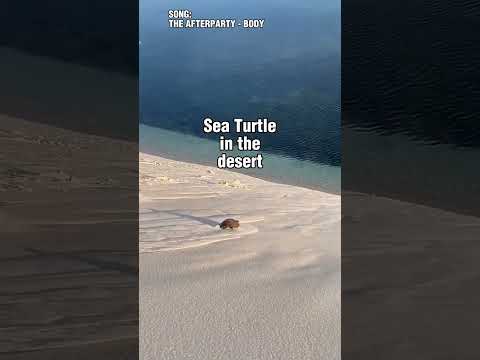 A Sea Turtle In The DESERT!?