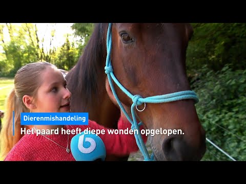 Dierenbeulen bekogelen paard met takken en stenen: 'Hij kon bijna niet ademen' | Hart van Nederland