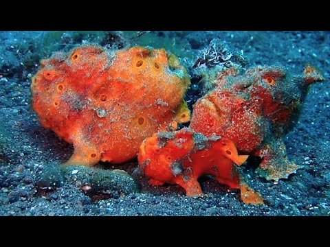 [イロカエルアンコウ]驚きの3匹ご一緒‼ しかもデカい(⁠⑉⁠⊙⁠ȏ⁠⊙⁠) 3 Painted frogfish together ‼