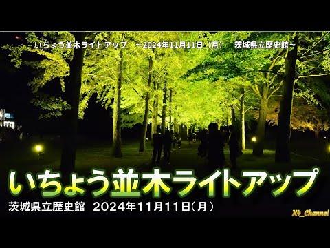 Illumination of Ginkgo Tree Line - Monday, Nov 11, 2024 at Ibaraki Prefectural Museum of History