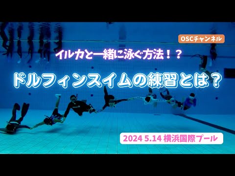 【イルカと一緒に泳ぐ方法！？】ドルフィンスイムの練習とは？OSCスキンダイビング講習会（基礎編・応用実践編）の練習風景 in 横浜国際プール