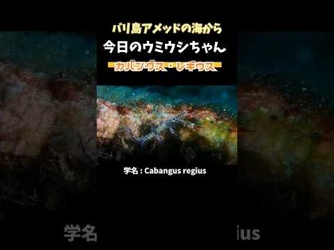 [ #ウミウシ ] #ガバングス・レギウス #バリ島ダイビング Cabangus regius #shorts