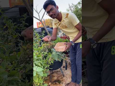 Fig and guava harvest ❤️