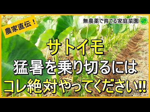 【里芋栽培】暑さと乾燥に負けない8月・9月のお世話のコツ【有機農家直伝！無農薬で育てる家庭菜園】　24/8/1