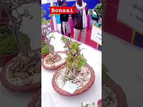 Bonsai #bonsai #figbonsai #miniatureplant