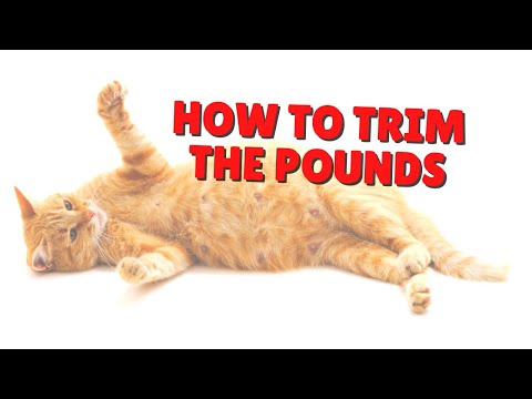 How To Help Your Cat Lose Weight | Two Crazy Cat Ladies