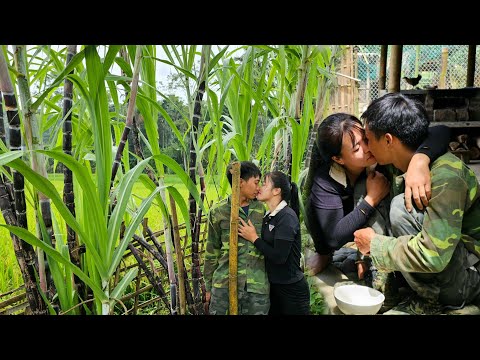 Harvest purple sugarcane to sell at the market, take care of the farm and have fun together