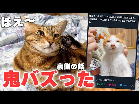 保護した子猫のツイートが空前絶後の大バズりかましてた件について