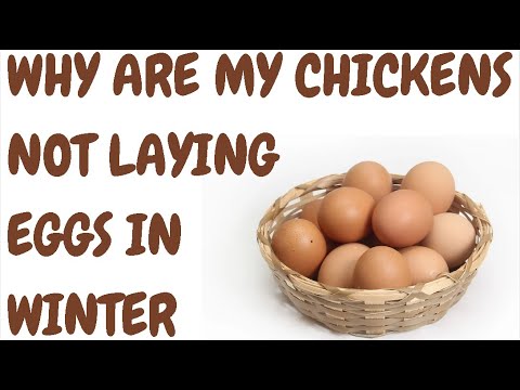 Why Are My Chickens Not Laying Eggs In Winter